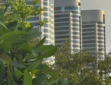 King Room with Garden View