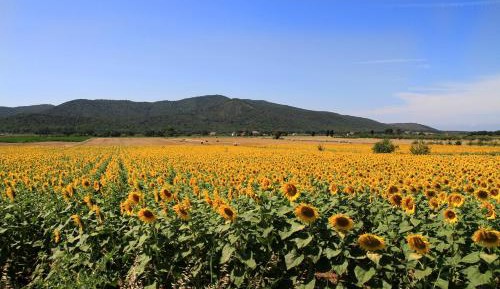 Apartment with Garden View