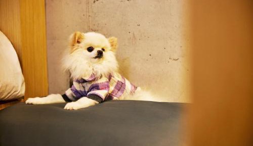 [Pet Friendly - 1 dog under 15kg] Deluxe King Room