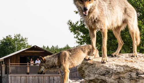 LODGE LOUPS