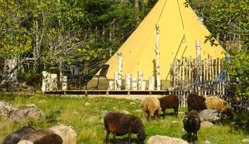 Tent