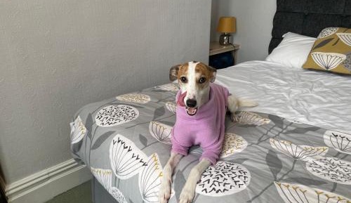 Family Room with Mountain View - Dog Friendly