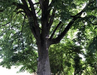 Apartment with Garden View
