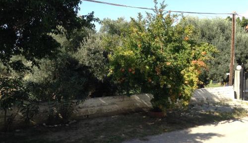 Studio with Garden View
