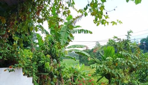 Double Room with Garden View