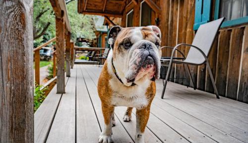 Colorado Bear Creek Cabin 3