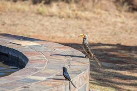 Leeupoort House | Zebula Golf Estate & Spa Bushwillow Lodge 116