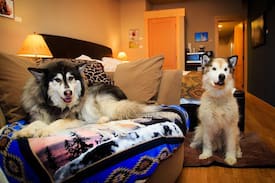 Twisp Bed & Breakfast | Paws Awhile For Pets and Their People