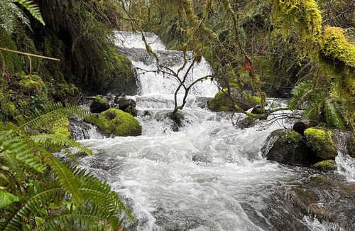 Tillamook Cabin | Private waterfall, 3 acres of forest, 400ft of Wilson River, with music & coffee