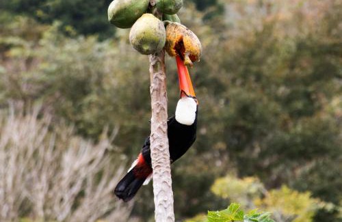 Floresta House | Tiny House Florestinha