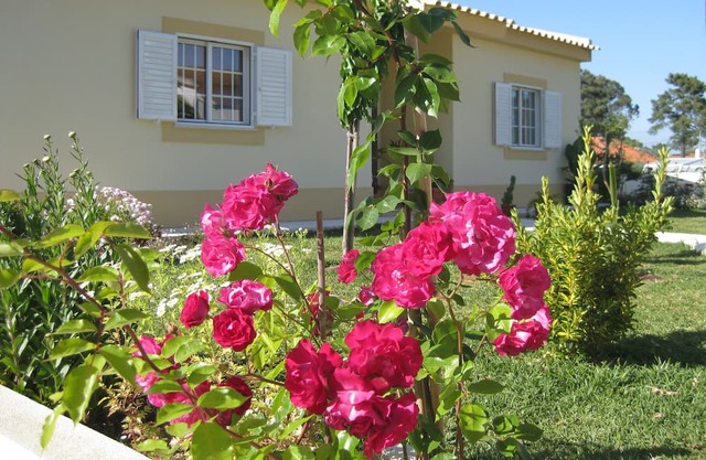 Small pine forest Villa Sesimbra