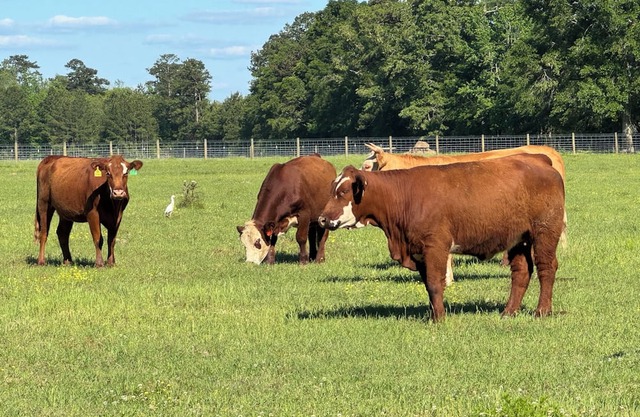 Charming barn apartment located at Stonnington Farm in Perkinston.