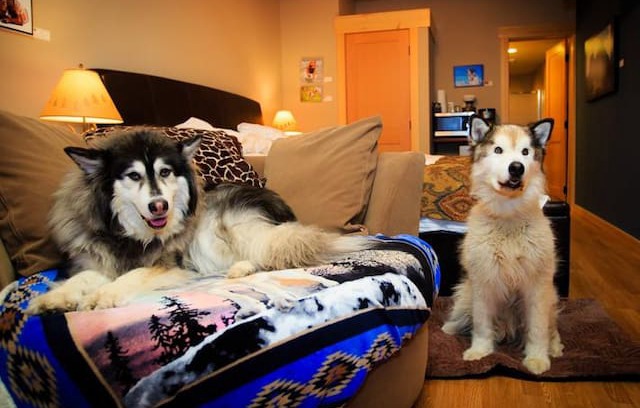 Twisp Bed & Breakfast | Paws Awhile For Pets and Their People