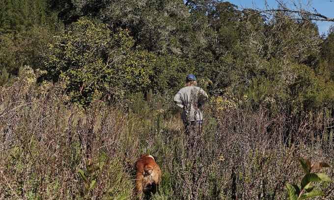 Knysna Cabin | Peaceful Nature Lover's cabin with WiFi and a retro caravan